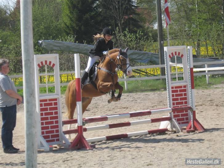 Anden særlig race Dexter Solgt)': - Stævne i Årslev. billede 9