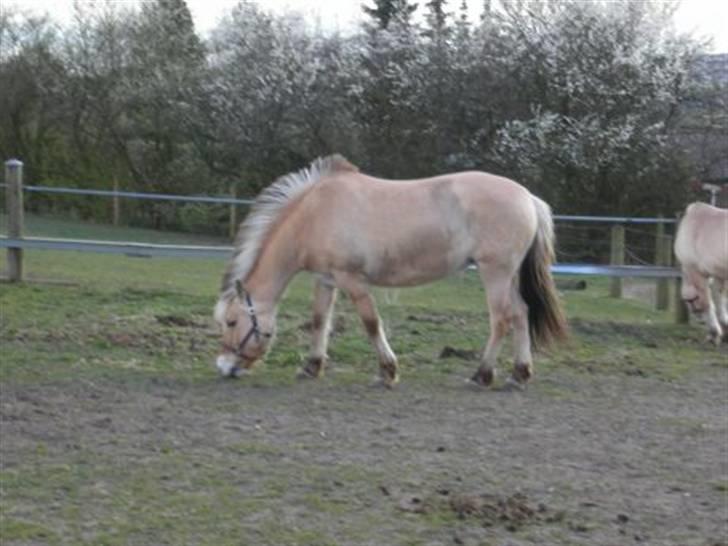 Fjordhest Nørgårdens Athene - Er næsten sikker på, at det er det første billede jeg har af hende. billede 6