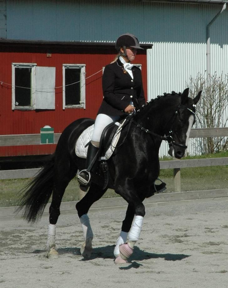 Holstener Priors Maluta billede 18