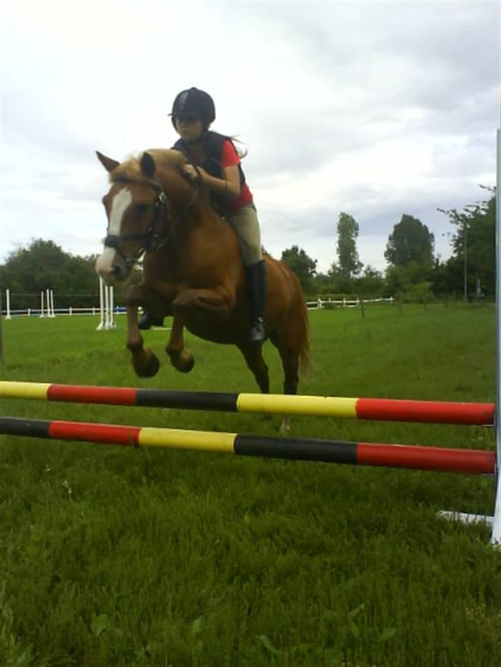 Anden særlig race Dexter Solgt)': billede 11