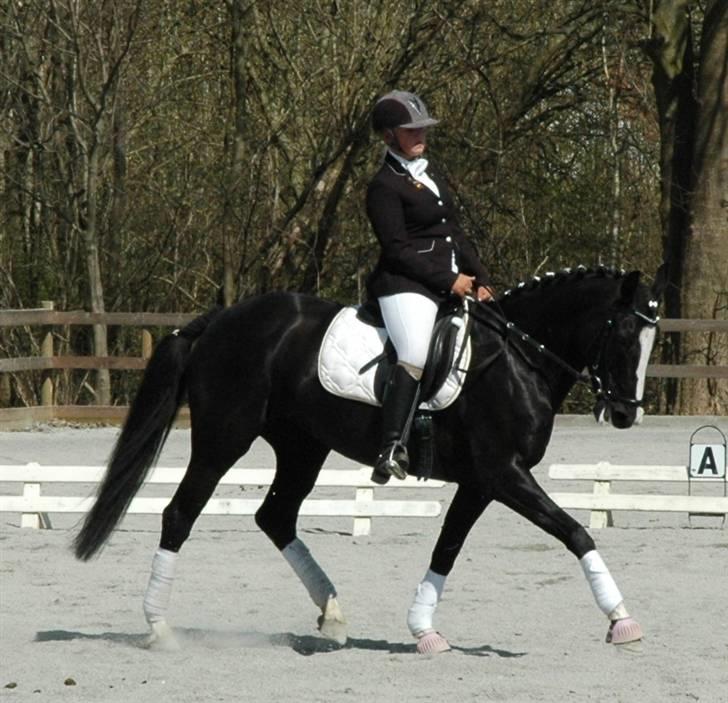 Holstener Priors Maluta billede 19