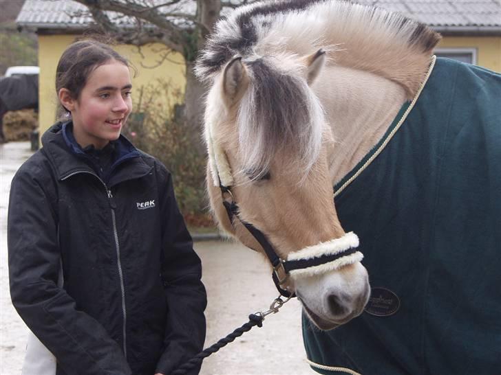 Fjordhest Silas *R.I.P* - hejsa med dig <3 billede 2