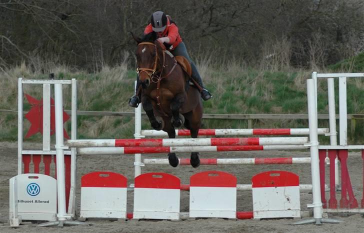 Dansk Varmblod Leroux   RIP  billede 6