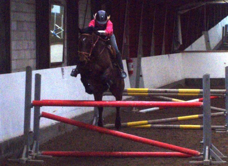 Dansk Varmblod Leroux   RIP  billede 7