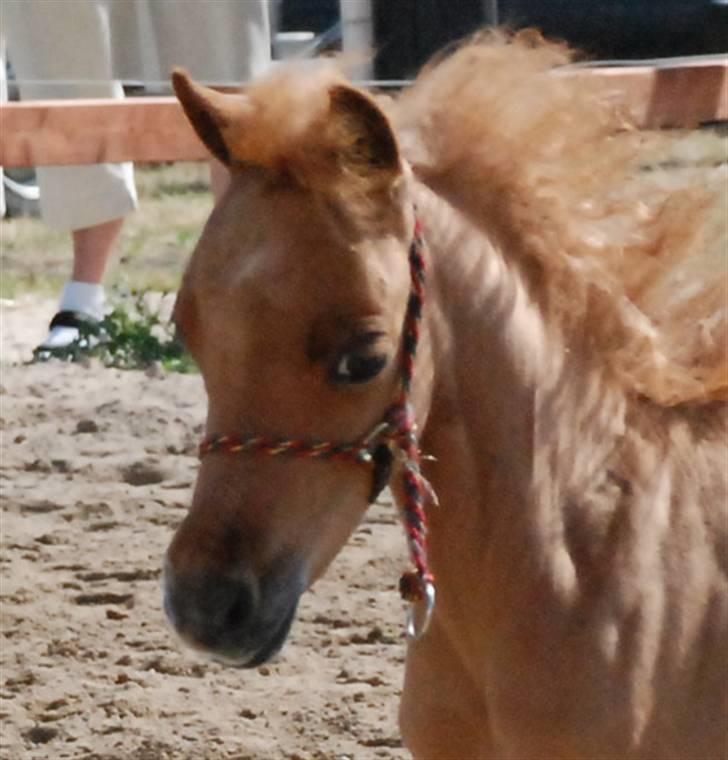 Dansk Miniature Egehøjs Red Hot Double Sh - Egehøj`s Red Hot Double Shot billede 1