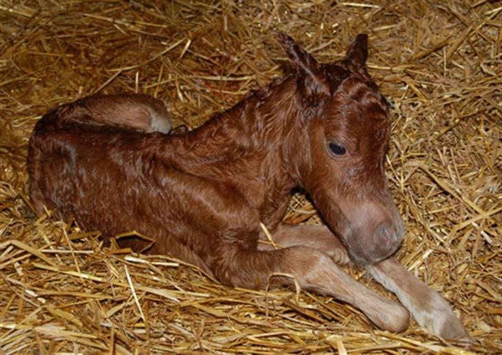 Dansk Miniature Egehøjs Red Hot Double Sh - 5min gammel billede 2