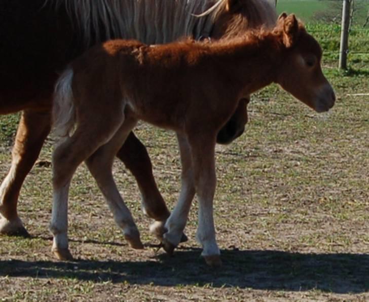 Dansk Miniature Egehøjs Red Hot Double Sh billede 3