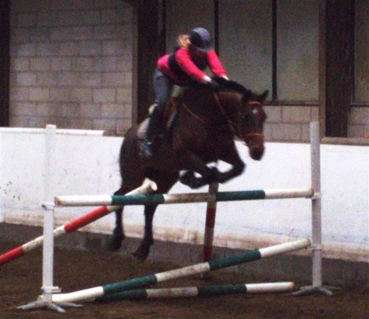 Dansk Varmblod Leroux   RIP  billede 8