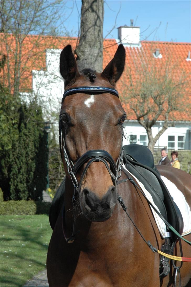 Dansk Varmblod Leroux   RIP  billede 9