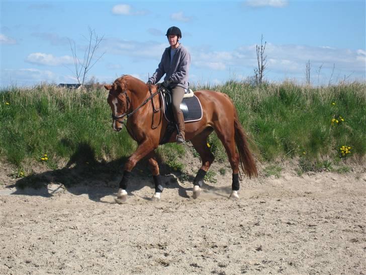 Dansk Varmblod Chablis billede 14