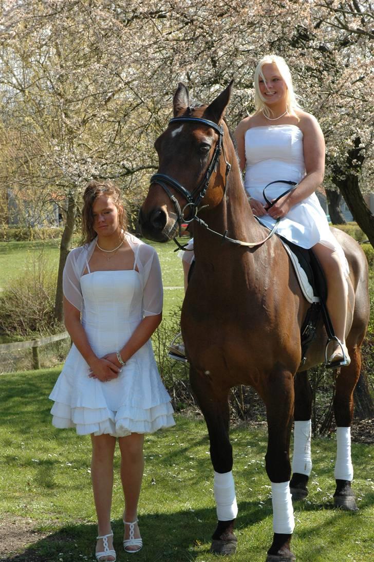 Dansk Varmblod Leroux   RIP  billede 10