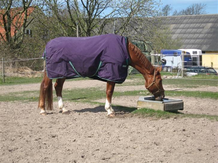 Dansk Varmblod Chablis billede 16