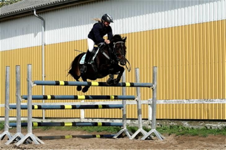 Welsh Partbred (Sec F) Viktor - Solgt :'( - Højdespring, 140 cm. Vi slæbte lige en bagbom med ned, og endte altså fejlfrit over 135. Jeg var så stolt. Undskyld Opstillingen, havde bare så mange tømmermænd den dag.. ;) billede 12