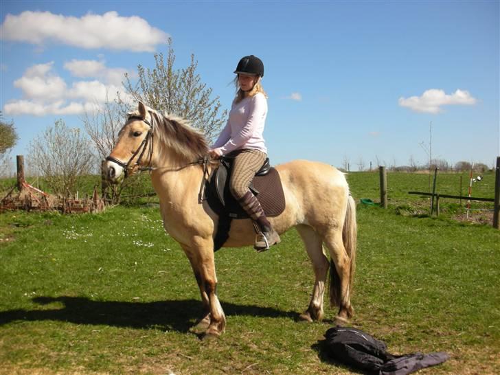 Fjordhest Nørgårdens Athene - opstillings billede. billede 7