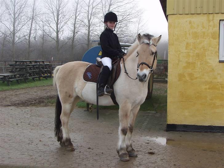 Fjordhest Silas *R.I.P* billede 8