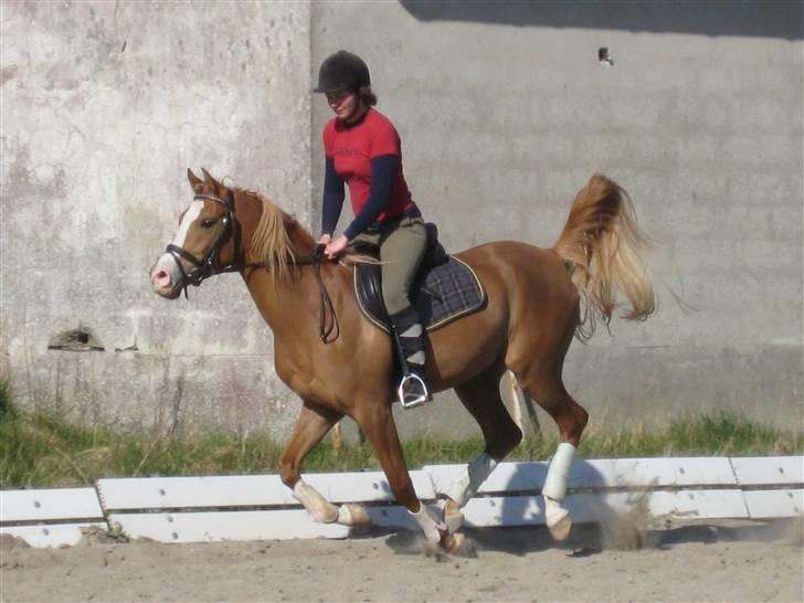 Arabisk fuldblod (OX) Piaff - Galop på dressurbanen, april 2008. billede 13