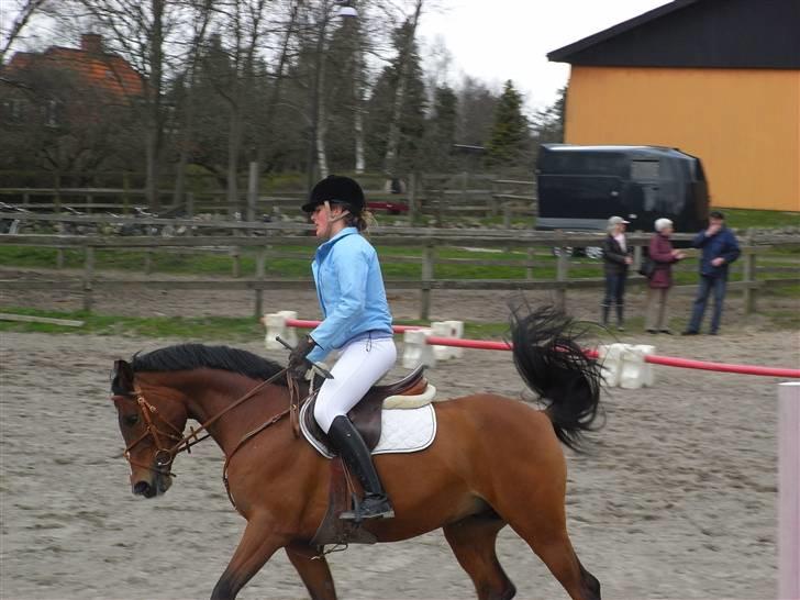 Fuldblod (XX) Honda - RIP. billede 15