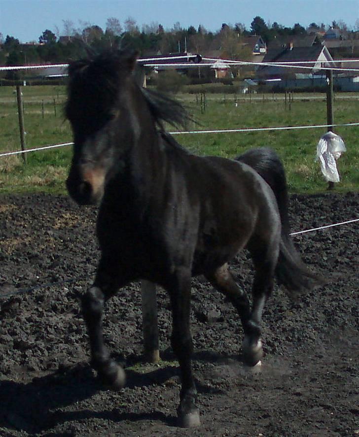Anden særlig race Benzon Solgt - Er jeg ikke sej?? billede 1