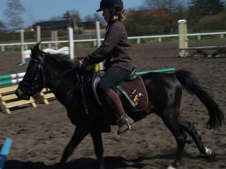 Anden særlig race Benzon Solgt - Fuld fart frem (; billede 6