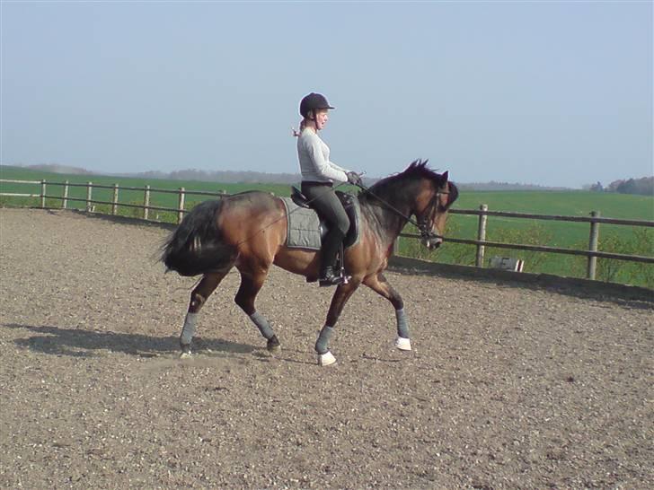 Anden særlig race Chamelli¤B-PONY¤ - dressurtræning d 16/4-09 Taget af : RCT :) <3 billede 20