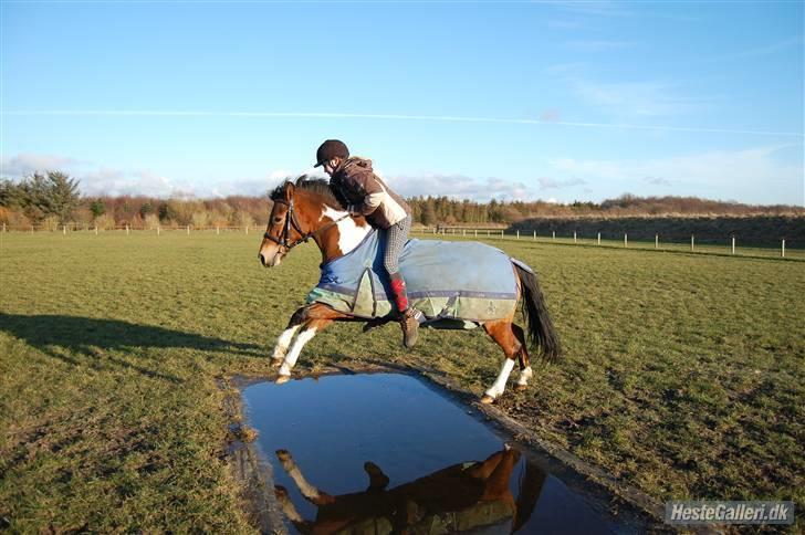 Anden særlig race Molly <'33 (gammel part) - lille vandgrav<3 [Foto: Wanner] billede 9
