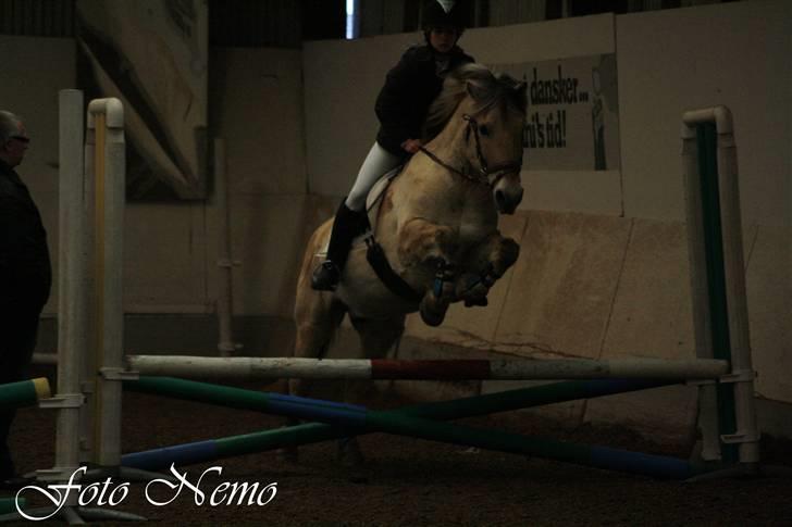 Fjordhest lukas ( savnet) - stævne d.07/02-09 billede 4