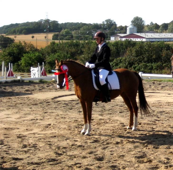 New Forest Rose  - 1plads.. KLUBMESTER<3 billede 20