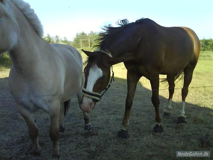 Anden særlig race terrific (Bamle)R.I.P - Bamle har fået noget i øret´!<3 billede 9