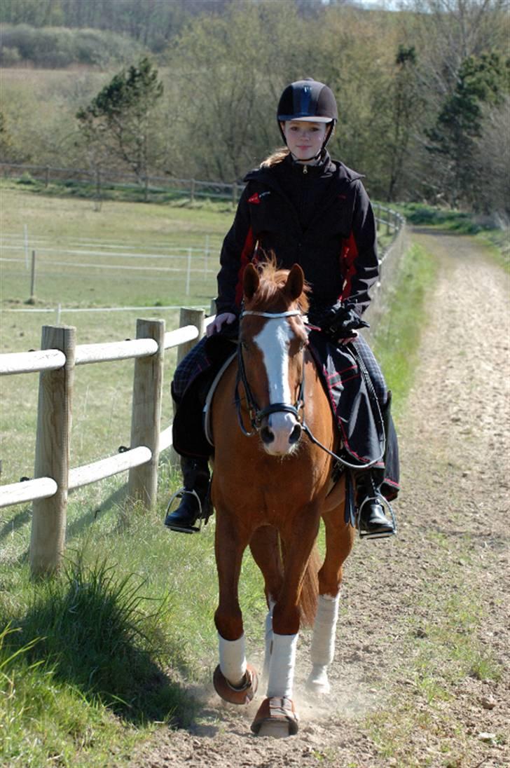 Anden særlig race Sierra - en glad pony på vej rundt om travbanen med louise og cappagh (´: billede 11