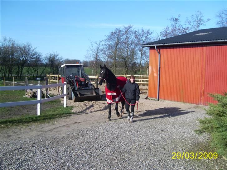 Anden særlig race Flik Flak *SOLGT* billede 7