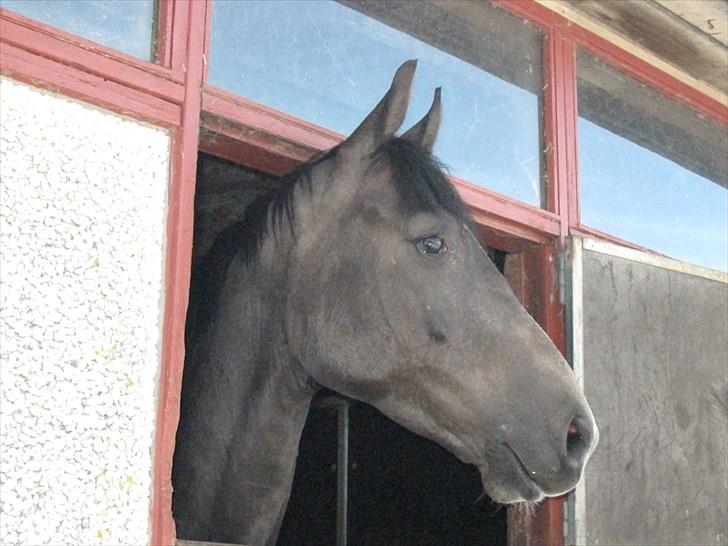 Anden særlig race Flik Flak *SOLGT* - Ihh hvorfor kan jeg ikke også komme op på marken billede 10