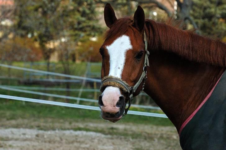 Anden særlig race Sierra - prettyface (´: <3 billede 12