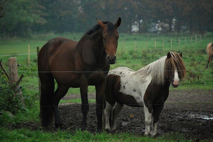 Oldenborg Amour´s Big Tallismann - Tallis og Spot, staldens 2 hingste okt 2010 billede 8