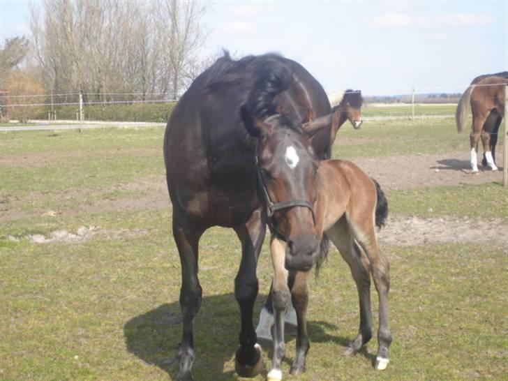 Oldenborg Amour´s Big Tallismann billede 14