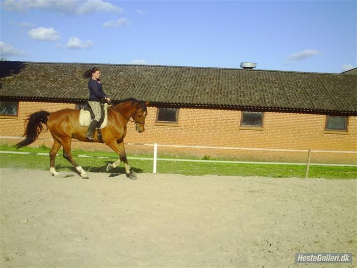 Dansk Varmblod Herbert - Juni 09 - Den dejligste dreng =) billede 20