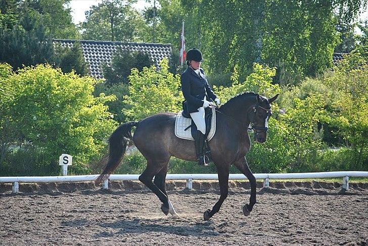 Dansk Varmblod Rinaldo billede 2