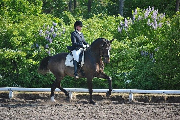 Dansk Varmblod Rinaldo billede 4