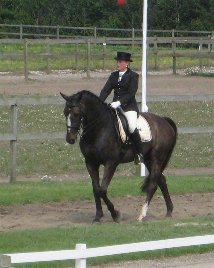 Dansk Varmblod Rinaldo billede 5