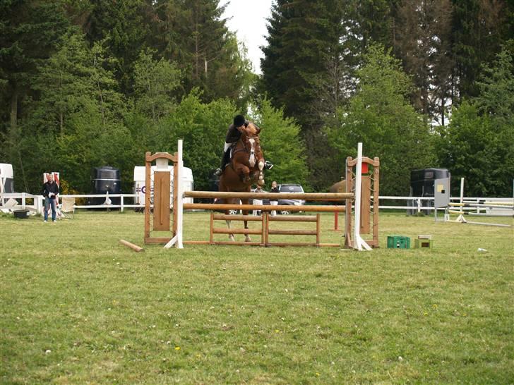 Dansk Varmblod Soffi Bakkegård billede 1
