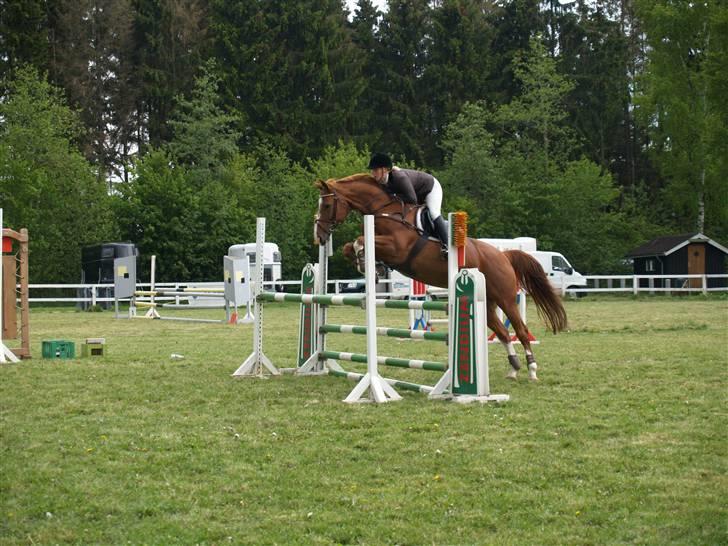 Dansk Varmblod Soffi Bakkegård billede 2