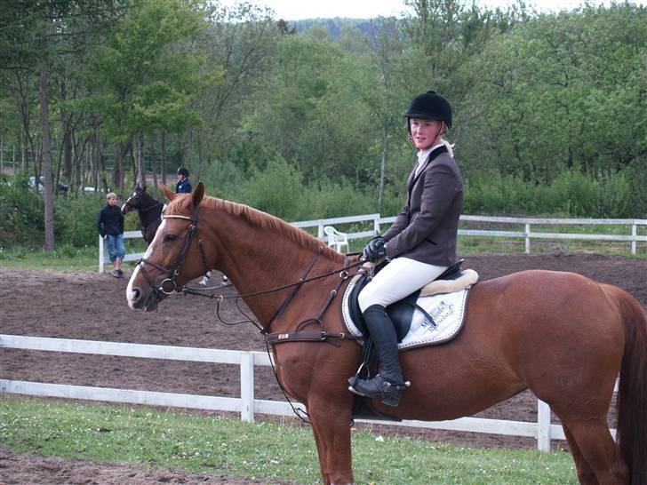 Dansk Varmblod Soffi Bakkegård billede 3