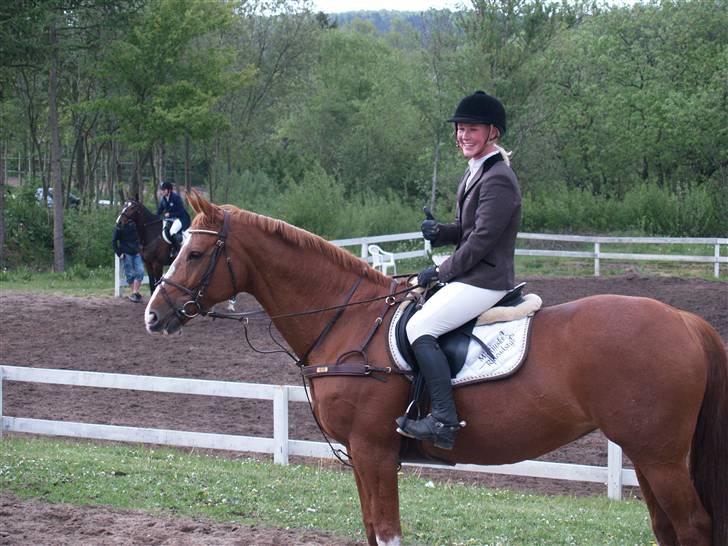 Dansk Varmblod Soffi Bakkegård billede 4