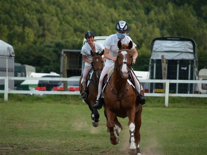 Dansk Varmblod Soffi Bakkegård billede 5