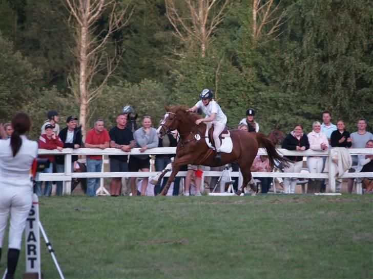 Dansk Varmblod Soffi Bakkegård - showspringning jsk rideuge billede 8