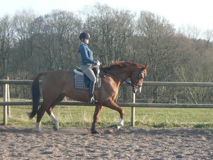 Dansk Varmblod lykkehøjs michigan savnet billede 2