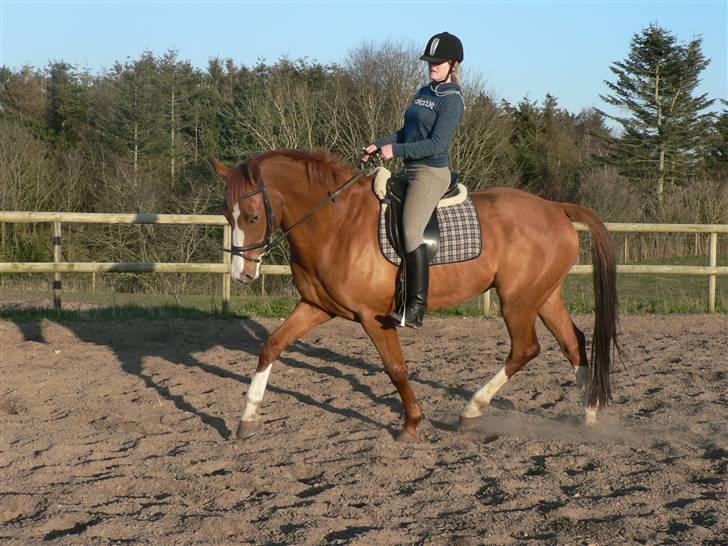 Dansk Varmblod lykkehøjs michigan savnet billede 6