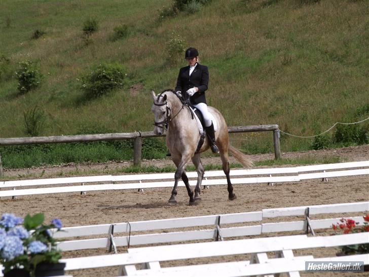 Dansk Varmblod Bakgårdens Samson R.I.P. :'( :'( - Vores bedste dressur til dato :) A military på Skårup Overgård 2007 =D billede 17