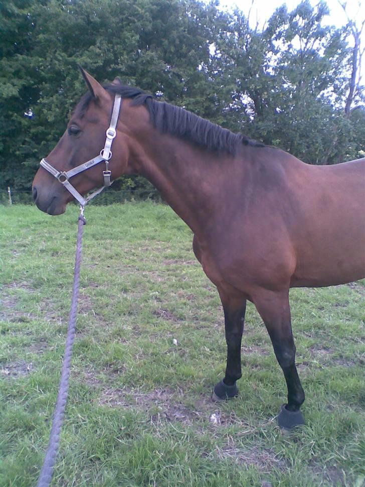 Dansk Varmblod Malays Fælledgård (solgt :-( - Foldhygge billede 7