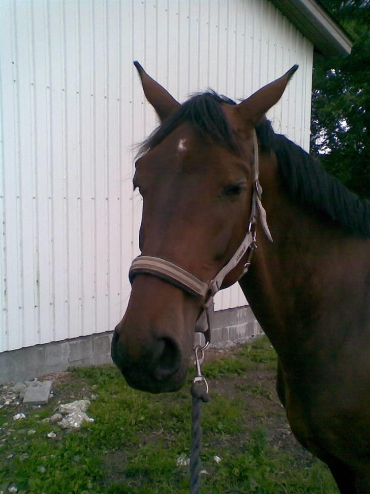 Dansk Varmblod Malays Fælledgård (solgt :-( - Ikke billeder nu igen....... billede 8
