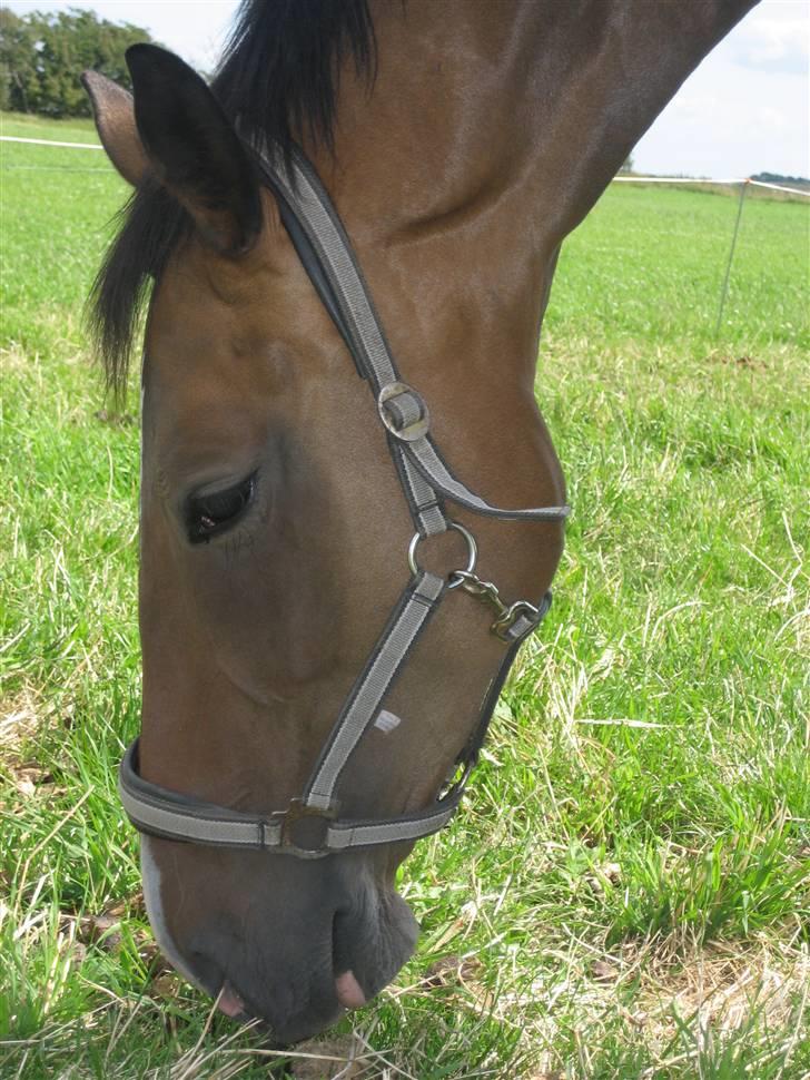 Dansk Varmblod Merci (solgt) - Fold hygge billede 1